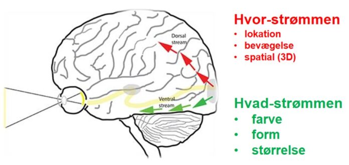 tegning af en hjerne, der viser hvor synstabet CVI påvirker